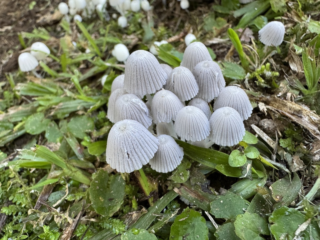 Coprinellus disseminatus · April 2026 · photo: © joaoquental (iNaturalist, cc-by-nc)