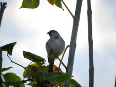 Passer domesticus