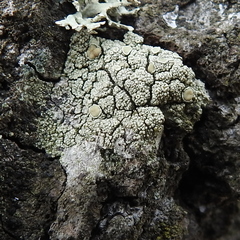 Lecanora varia