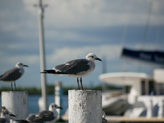 Leucophaeus atricilla