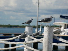 Leucophaeus atricilla
