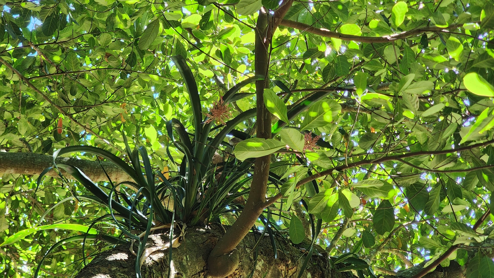 Aechmea purpureorosea