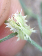 Pectocarya platycarpa