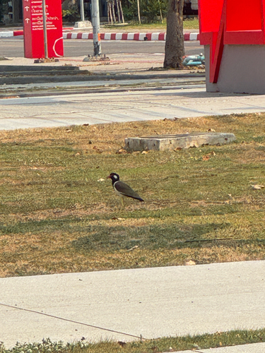 Red-wattled Lapwing