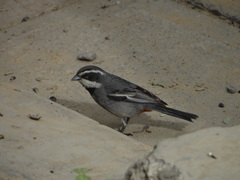 Microspingus torquatus