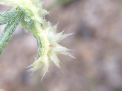 Pectocarya platycarpa