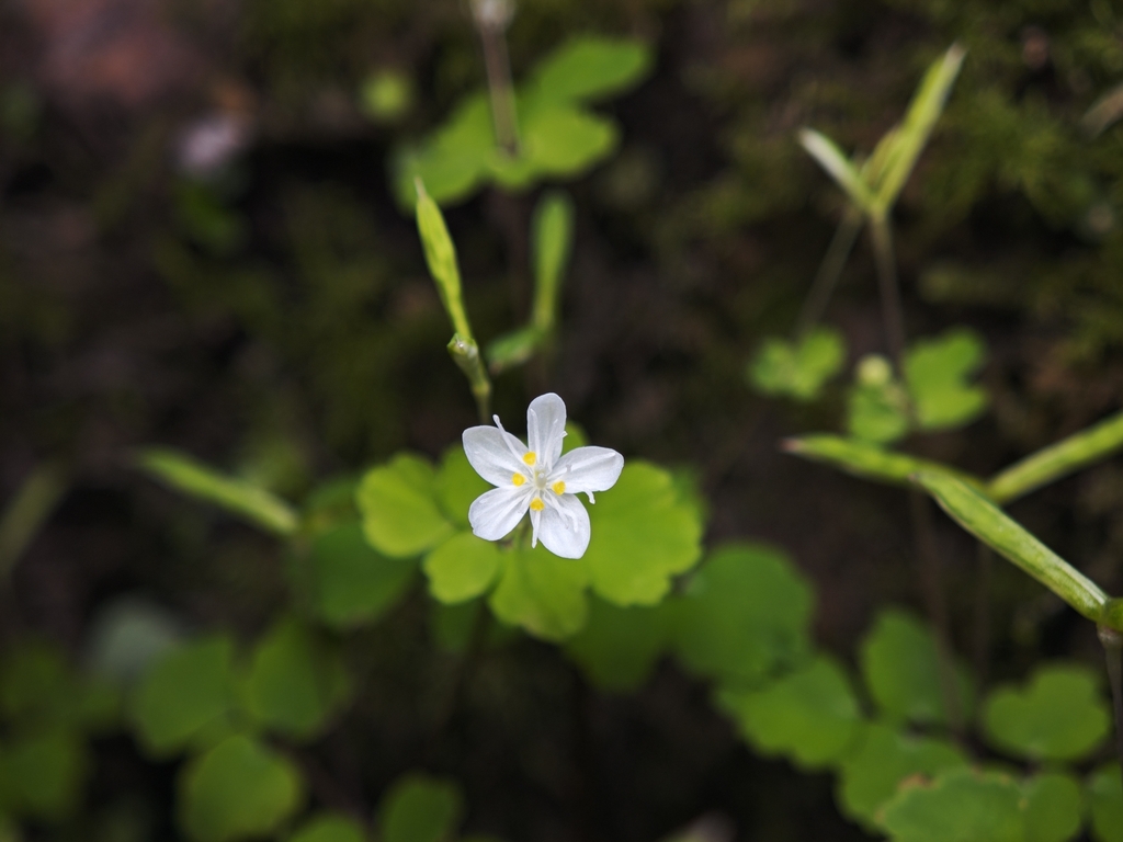 Dichocarpum fargesii