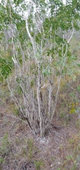 Zanthoxylum coriaceum