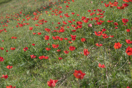 Anemone bucharica, photograph 1