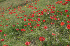 Morten Ross, CC BY, iNaturalist via GBIF Anemone bucharica, photograph Morten Ross, CC BY, iNaturalist via GBIF