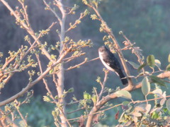 Sporophila leucoptera