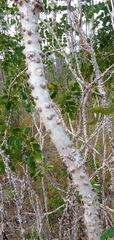 Zanthoxylum coriaceum