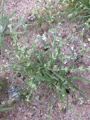 Pectocarya platycarpa