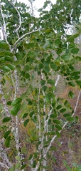 Zanthoxylum coriaceum