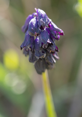 Bellevalia turkestanica, photograph Morten Ross, CC BY, iNaturalist via GBIF