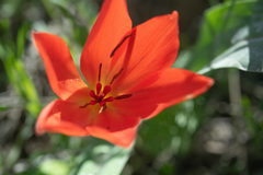 Tulipa praestans, photograph (c) Morten Ross, some rights reserved (CC BY)