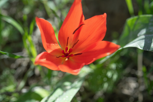 Tulipa praestans, photograph 2