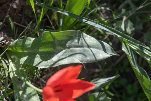 Tulipa praestans, photograph 4
