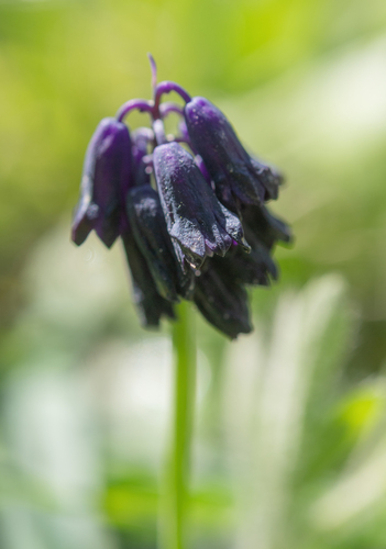 Bellevalia turkestanica, photograph 2