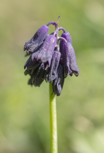 Bellevalia turkestanica, photograph 3