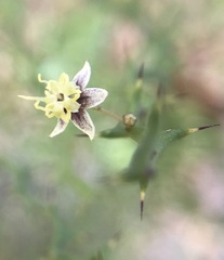 Byttneria microphylla