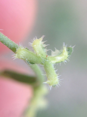 Pectocarya heterocarpa