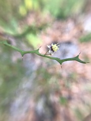 Byttneria microphylla