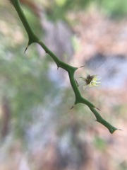 Byttneria microphylla