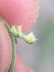 Pectocarya heterocarpa