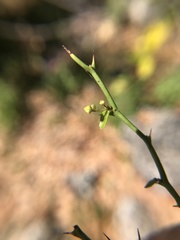Byttneria microphylla