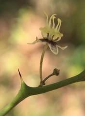 Byttneria microphylla