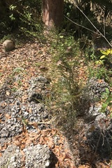 Byttneria microphylla