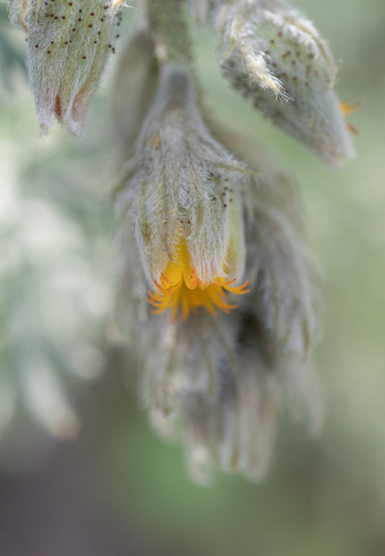 Biebersteinia multifida (Biebersteinia multifida)