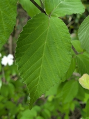 Viburnum erosum