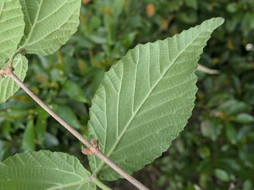 Viburnum erosum, photograph 1