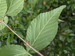 plant 0302, CC BY, iNaturalist via GBIF Viburnum erosum, photograph plant 0302, CC BY, iNaturalist via GBIF