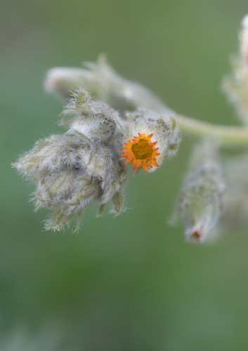 Biebersteinia multifida (Biebersteinia multifida)
