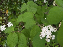 plant 0302, CC BY, iNaturalist via GBIF Viburnum erosum, photograph plant 0302, CC BY, iNaturalist via GBIF
