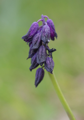 Bellevalia turkestanica, photograph Morten Ross, CC BY, iNaturalist via GBIF