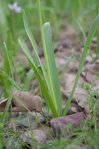 Bellevalia turkestanica, photograph 5