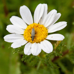 Oedemera crassipes
