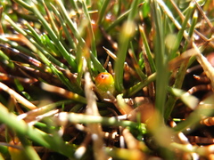 Oxychloe andina