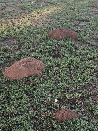 Baird's Pocket Gopher