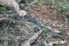 Junco hyemalis caniceps