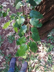 Prunus lusitanica
