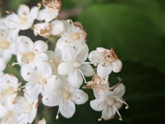 plant 0302, CC BY, iNaturalist via GBIF Viburnum erosum, photograph plant 0302, CC BY, iNaturalist via GBIF