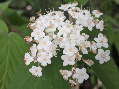 Viburnum erosum, photograph 4