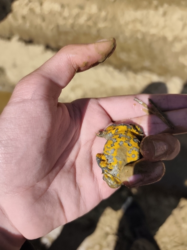 Yellow-bellied Toad