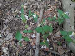 Diabelia spathulata, photograph plant 0302, CC BY, iNaturalist via GBIF