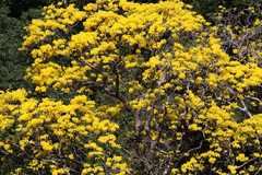 Handroanthus ochraceus